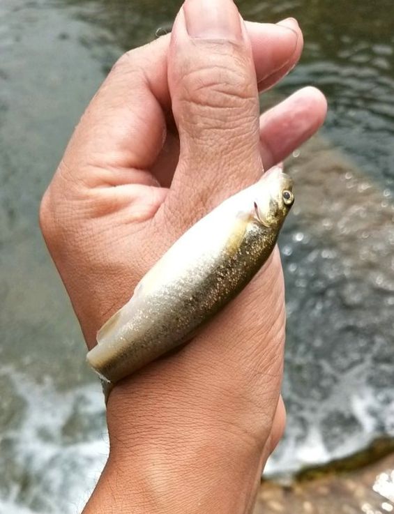 最好吃的鱼曾随处可见如今却越来越少麻将胡了试玩平台它被四川人誉为国内(图8)